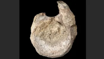 Një fosil i rrallë dinosauri nga Antarktida gjendet i fshehur në një sirtar