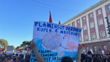 ‘Një kulturë e re’, BIRN: Si po i sfidon “Revolucioni i Flamingove” protestat partiake