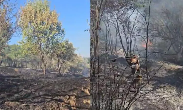 Një vatër zjarri shpërthen në Mallakastër, flakët favorizohen nga era, zjarrfikësit në terren