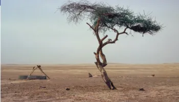 Pema më e vetmuar në botë mbijetoi 300 vjet në Sahara – u shkatërrua nga një shofer i dehur
