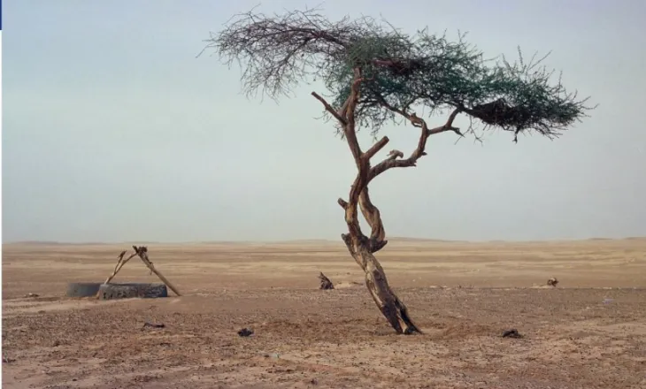 Pema më e vetmuar në botë mbijetoi 300 vjet në Sahara – u shkatërrua nga një shofer i dehur