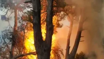 Përfshihet nga zjarri një zonë me bimësi në Ulëz, temperaturat e larta dhe era e fortë favorizojnë flakët