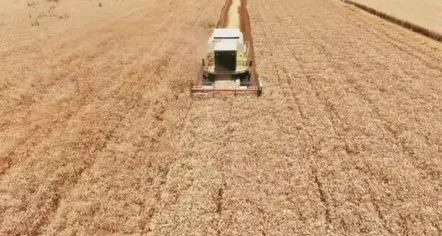 “Punë pa bereqet”/ Fermerët e grurit në juglindje, të pakënaqur me çmimin