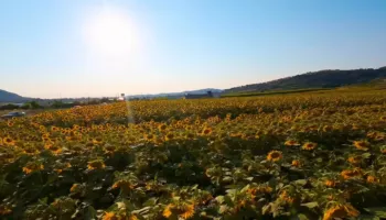 Rama publikon pamje nga fushat me luledielli në Sinaballaj ë Rrogozhinës: I shtojnë vlerë turizmit lokal