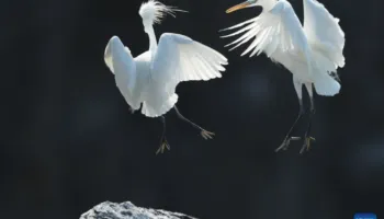 Rezervati i zogjve shtegtarë i arkipelagut Changshan në Kinë përfshihet në Listën e Trashëgimisë Botërore Natyrore të UNESCO-s