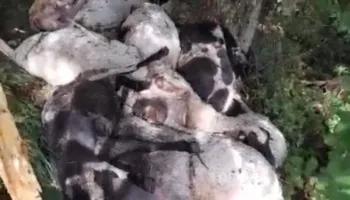 Rrufeja godet 32 krerë dele në malin e Nikollarës, dëme të mëdha për blegtorin