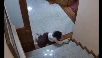 Shënim/ Heshtja cinike e grave të opozitës për aktin e rëndë të Agron Shehajt ndaj një gruaje