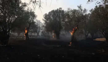 Shpërthen zjarr pyjor në Thesalia të Greqisë, operacionet e shuarjes mbështeten edhe nga ajri