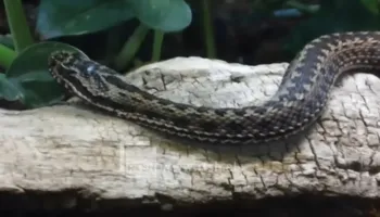 Si ta dalloni gjarprin helmues? Eksperti tregon shenjat dhe këshillat që mund t’ju shpëtojnë jetën
