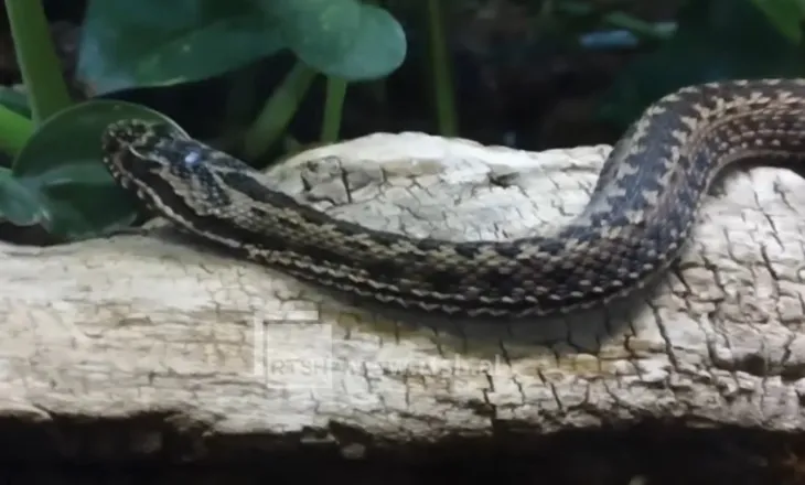 Si ta dalloni gjarprin helmues? Eksperti tregon shenjat dhe këshillat që mund t’ju shpëtojnë jetën