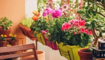 Si të kujdeseni për lulet ndërkohë që jeni me pushime