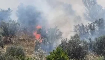 Sipërfaqja me ullishte përfshihet nga flakët në Drizë të Fierit, terreni vështirëson ndërhyrjen e zjarrfikësve