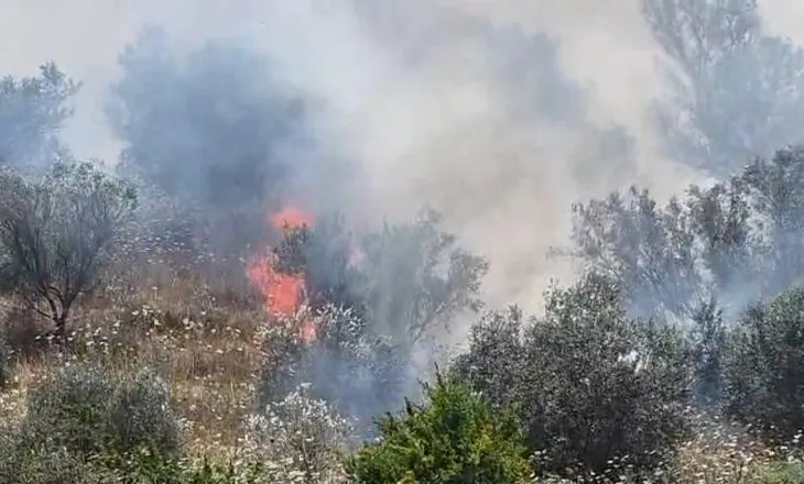 Sipërfaqja me ullishte përfshihet nga flakët në Drizë të Fierit, terreni vështirëson ndërhyrjen e zjarrfikësve