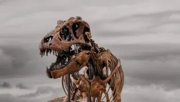 Skeleti i T. Rex-it “Gus” shitet për 50.1 milionë dollarë, vendos rekord botëror në ankand