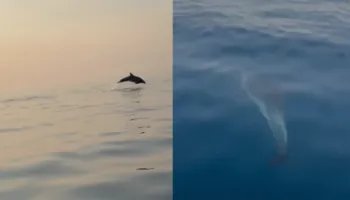 Spektakël delfinësh në Gjirin e Vlorës, turistët mahniten nga shfaqja në det