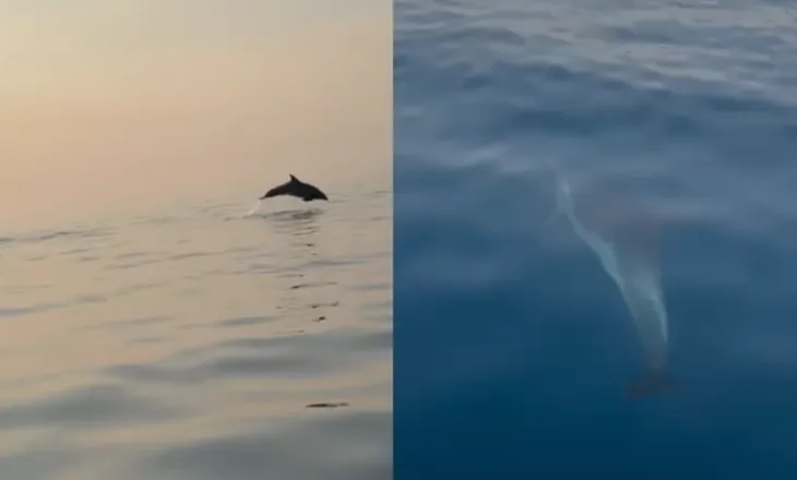 Spektakël delfinësh në Gjirin e Vlorës, turistët mahniten nga shfaqja në det