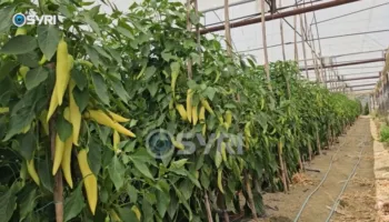 SYRI TV/ Fermerët e Lumasit drejt falimentimit: Shteti të na ndihmojë