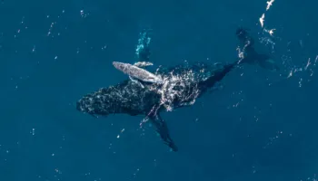 VIDEO/ Pamje të rralla nga Australia, filmohet për herë të parë momenti “magjik” i lindjes së një balene