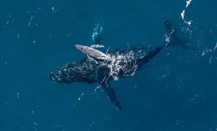 VIDEO/ Pamje të rralla nga Australia, filmohet për herë të parë momenti “magjik” i lindjes së një balene
