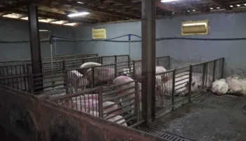 Virusi i etheve afrikane të derrit, Serbia shpall gjendje të jashtëzakonshme në shtatë qarqe dhe 52 vendbanime të vendit