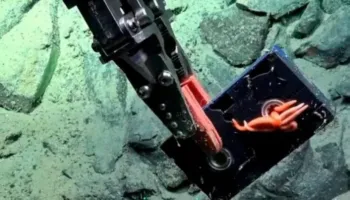 Zbulim i pazakontë në Atlantik/ Studiuesit gjejnë kasetë VHS të paprekur në 2640 metra thellësi