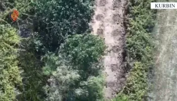 Zbulohen qindra bimë kanabis në Mirditë, tre persona përfundojnë në pranga