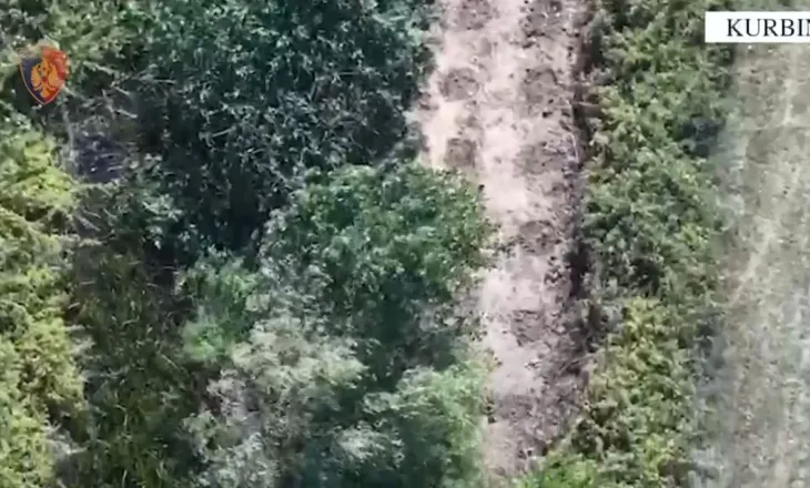 Zbulohen qindra bimë kanabis në Mirditë, tre persona përfundojnë në pranga