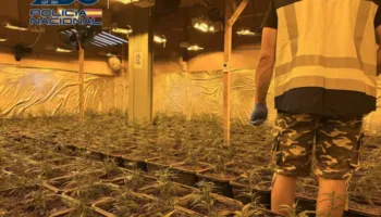 Zbulohet mega-plantacioni i drogës me teknologji të lartë/ Goditet banda shqiptaro-spanjolle, pati përplasje me armë