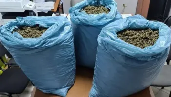 Zbulohet një bazë për tharjen e kanabisit në Divjakë, sekuestrohen 44 kg drogë dhe 1 426 bimë narkotike