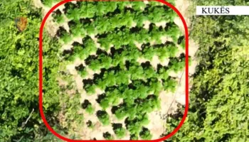 Zbulohet parcela me kanabis në Kukës, shpallen në kërkim babë e bir