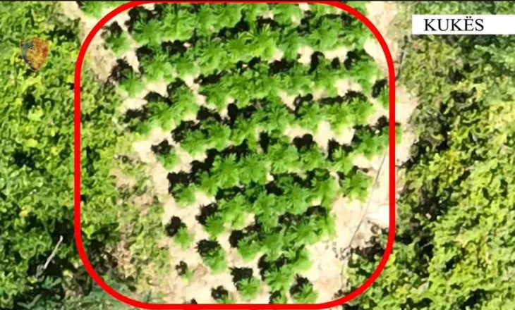 Zbulohet parcela me kanabis në Kukës, shpallen në kërkim babë e bir