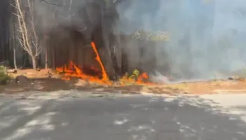 Zjarr i madh në Pyllin e Sodës në Vlorë