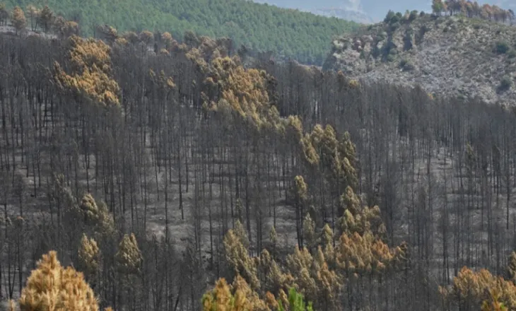 Zjarr masiv në Spanjë, digjen mbi 32 mijë hektarë pyje! Evakuohen 34 fshatra