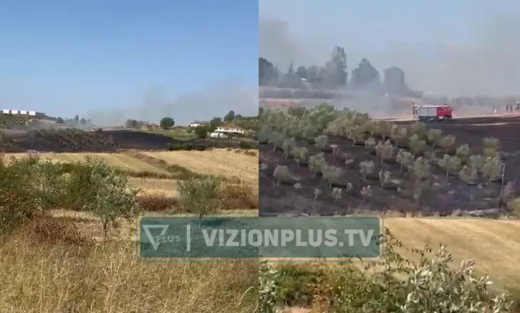 Zjarr në një parcelë me ullinj në Belsh