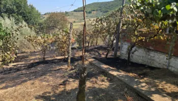Zjarr në një parcelë me ullinj në Mallakastër, era favorizon flakët