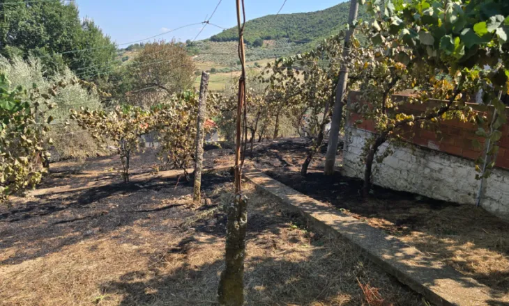 Zjarr në një parcelë me ullinj në Mallakastër, era favorizon flakët