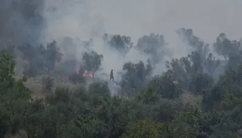 Zjarr në një sipërfaqe me ullishte në Drizë të Fierit