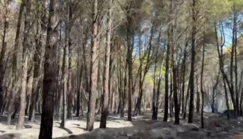 Zjarri në pyllin e Sodës, 5 hektarë me pisha të djegura! Vatra të vogla në disa pjesë, dyshohet se ishte i qëllimshëm