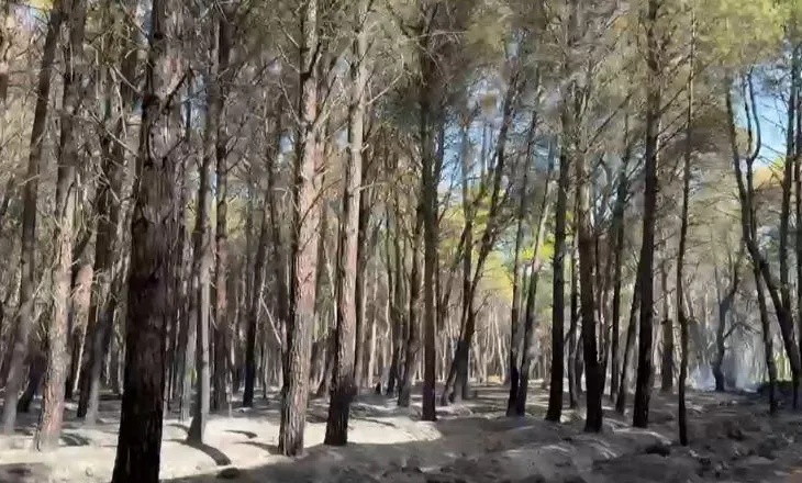 Zjarri në pyllin e Sodës, 5 hektarë me pisha të djegura! Vatra të vogla në disa pjesë, dyshohet se ishte i qëllimshëm
