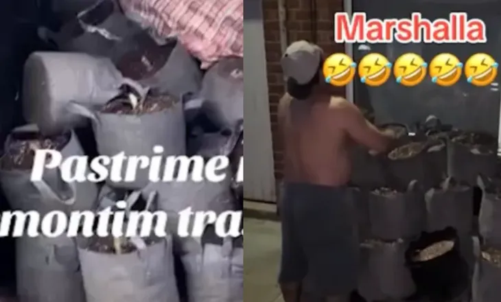2.5 mld £ në vit! GB News: Bandat shqiptare me “paketë të plotë” për fermat e kanabisit, nga pastrimi, instalimi…