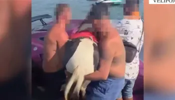 5 milion lekë gjobë pronarit të mjetit lundrues në Velipojë, u filmua duke vendosur një kalë në të…