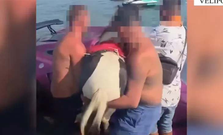 5 milion lekë gjobë pronarit të mjetit lundrues në Velipojë, u filmua duke vendosur një kalë në të…