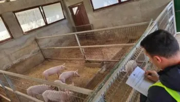 Agjencia e Veterinarisë shton monitorimin për murtajën afrikane të derrave pas rasteve të konfirmuara në Serbi