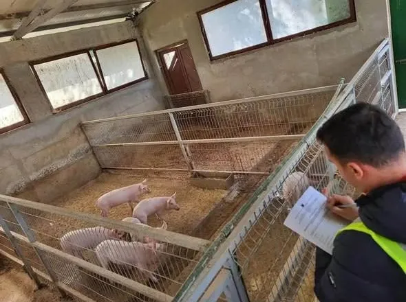 Agjencia e Veterinarisë shton monitorimin për murtajën afrikane të derrave pas rasteve të konfirmuara në Serbi