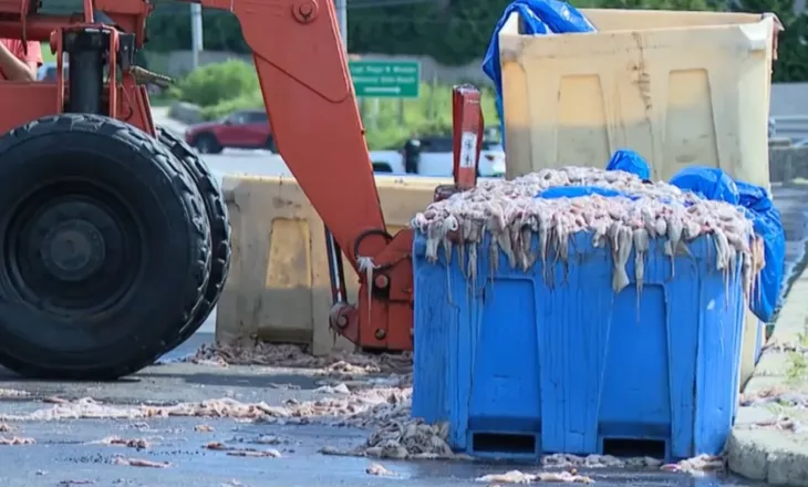 Aksidenti i pazakontë që shkaktoi kaos në qytet, mbi 20 tonë kallamarë derdhen në rrugë (VIDEO)