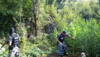 Aksion antidrogë/ Asgjësohet parcela me mbi 1100 bimë narkotike, arrestohen dy persona