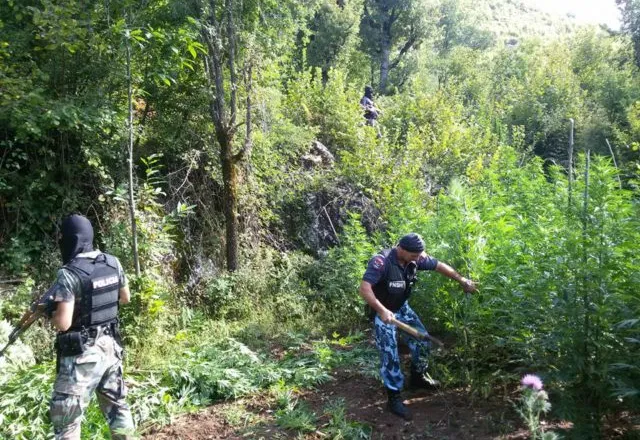 Aksion antidrogë/ Asgjësohet parcela me mbi 1100 bimë narkotike, arrestohen dy persona