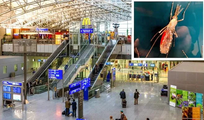 Alarm në Gjermani, në aeroportin e Frankfurtit shpërthen malaria! 6 punonjës të infektuar, njëri humb jetën