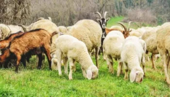 Alarm në Greqi/ Kosturi izolohet pas shpërthimit të lisë së deleve dhe dhive, ndalohet lëvizja e bagëtive