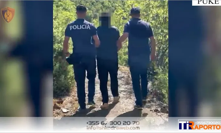 Arrestohet 58- vjeçari në Pukë, u kap në flagrancë duke kultivuar 105 bimë narkotike kanabis sativa